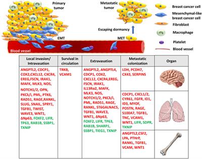 Molecular Mechanisms and Emerging Therapeutic Targets of Triple-Negative Breast Cancer Metastasis